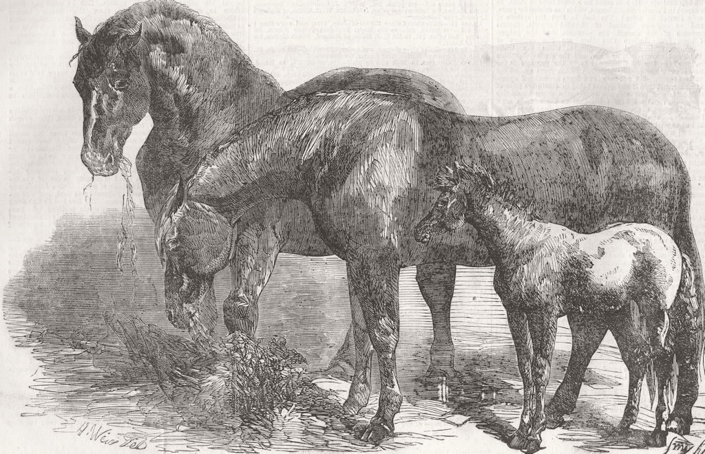 CHELMSFORD. Royal Agricultural Soc’s Show. horses 1856 old antique print
